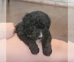 Small Photo #3 Aussiedoodle Puppy For Sale in CATAWBA, SC, USA
