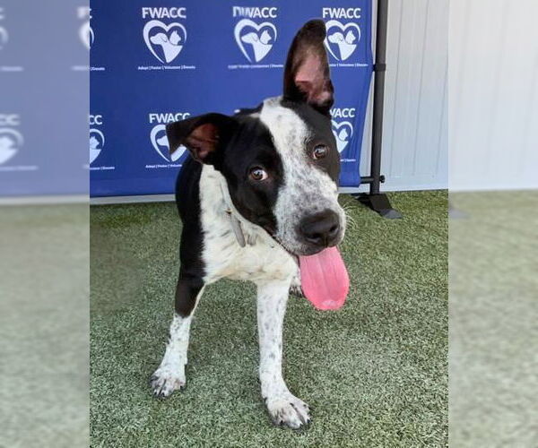 Medium Photo #2 American Pit Bull Terrier-Unknown Mix Puppy For Sale in Oak Bluffs, MA, USA