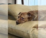 Small #4 Border Terrier-Chihuahua Mix