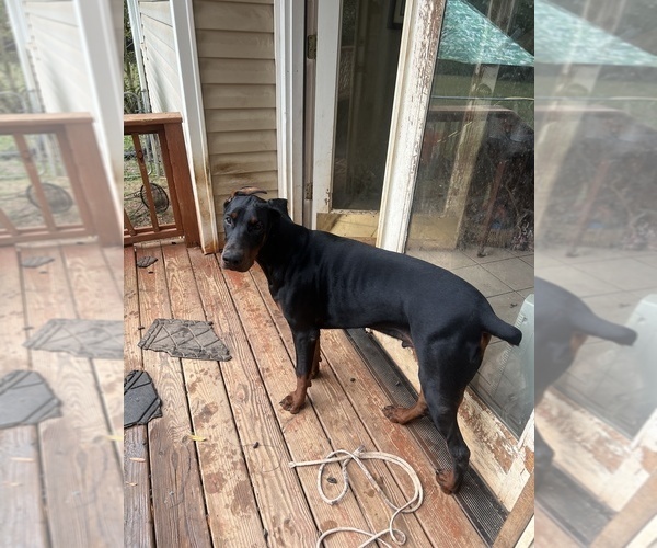 Medium Photo #19 Doberman Pinscher Puppy For Sale in SUMMERFIELD, NC, USA