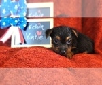 Small Photo #10 Yorkshire Terrier Puppy For Sale in AKRON, OH, USA