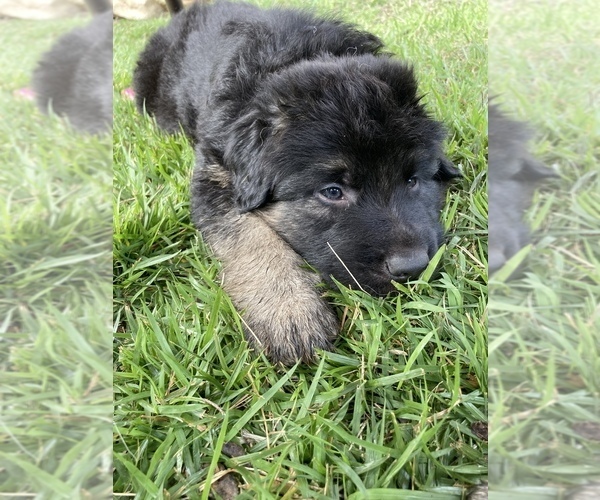 Medium Photo #15 German Shepherd Dog Puppy For Sale in BOERNE, TX, USA