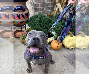 Mutt Dogs for adoption in Germantown, OH, USA