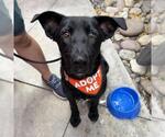 Small #4 Labrador Retriever Mix