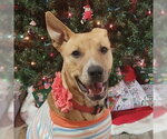 Small #7 Labrador Retriever Mix
