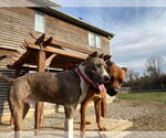 Small #21 American Pit Bull Terrier Mix