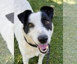 Small #1 Border Collie Mix