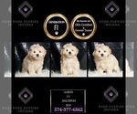 Small #6 Maltipoo