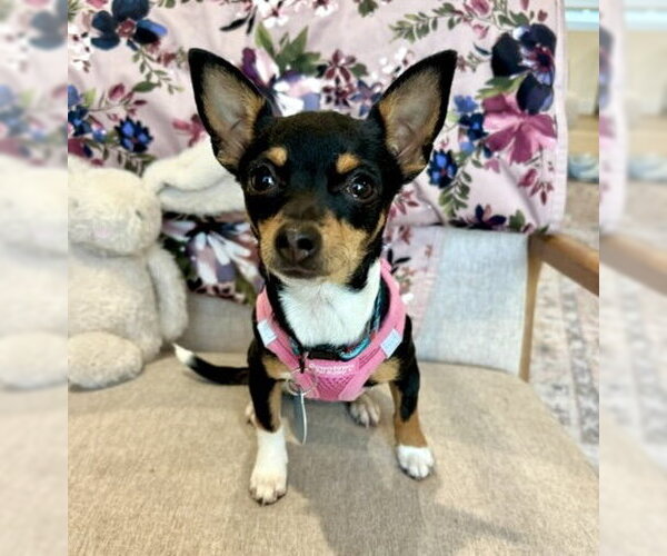 Medium Photo #1 Chihuahua-Unknown Mix Puppy For Sale in Bellevue, WA, USA