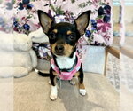 Goldie - Female Chihuahua-Unknown Mix Dog for Adoption - Small photo