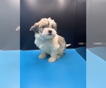 Small Photo #7 Maltipoo-Shih Tzu Mix Puppy For Sale in SAINT AUGUSTINE, FL, USA