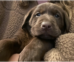 Small Photo #3 Labrador Retriever Puppy For Sale in VACAVILLE, CA, USA