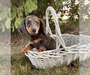 Dachshund Puppy for sale in MIDDLEBURY, IN, USA