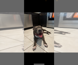 COURTESY POST: Rocky - Female Mutt Dog for Adoption - Photo #2