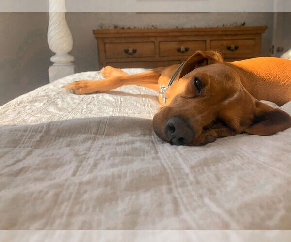 Medium Photo #1 Italian Greyhound-Unknown Mix Puppy For Sale in Uwchlan, PA, USA