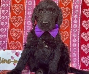 Goldendoodle Puppy for sale in LANCASTER, PA, USA