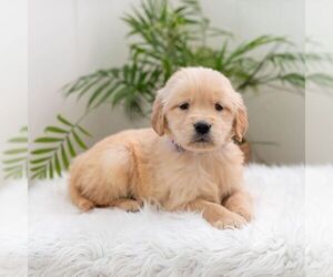 Golden Retriever Puppy for sale in NEWPORT, PA, USA