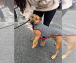 Small #18 American Staffordshire Terrier-Rhodesian Ridgeback Mix