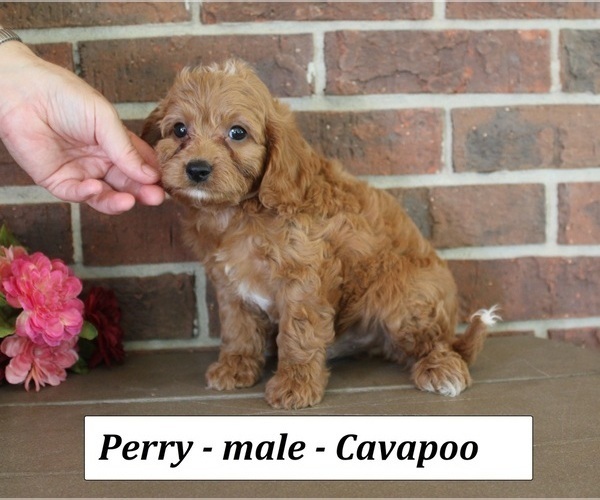 Medium Photo #4 Cavapoo (Miniature) Puppy For Sale in CLARKRANGE, TN, USA