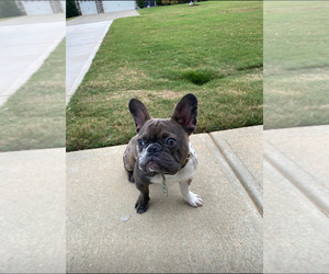 French Bulldog Puppy for sale in INDIAN LAND, SC, USA