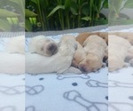 Small Photo #6 Golden Retriever Puppy For Sale in ELVERTA, CA, USA