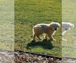 Small Photo #6 Golden Retriever Puppy For Sale in ELKHART, IN, USA