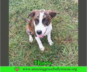 Harry - Male Mutt Dog for Adoption - Photo #7