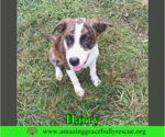 Small Photo #7 Mutt Puppy For Sale in Milton, FL, USA