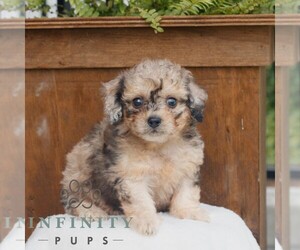 Poodle (Miniature) Puppy for sale in GORDONVILLE, PA, USA