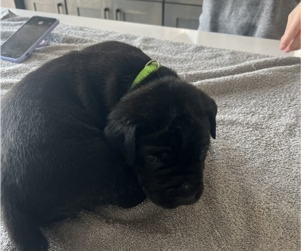 Medium Photo #25 Cane Corso Puppy For Sale in HORACE, ND, USA