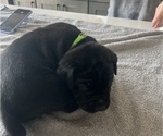 Small #24 Cane Corso