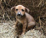 Puppy 1 Australian Cattle Dog-Labrador Retriever Mix