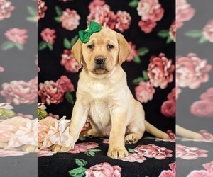 Labrador Retriever Puppy for sale in LITITZ, PA, USA