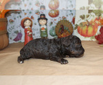 Small Photo #4 Poodle (Toy) Puppy For Sale in CHANUTE, KS, USA
