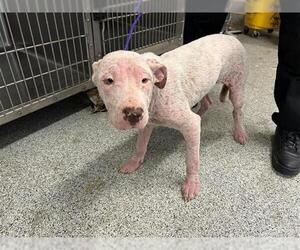 American Pit Bull Terrier-Unknown Mix Dogs for adoption in Houston, TX, USA