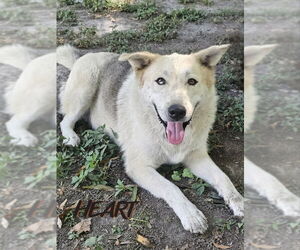 Siberian Husky Dogs for adoption in Severn, MD, USA
