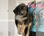 Small Photo #1 Australian Shepherd Puppy For Sale in GILBERT, AZ, USA