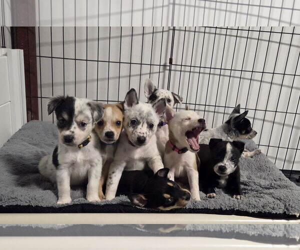 Medium Photo #8 Mutt Puppy For Sale in Garden City, NY, USA