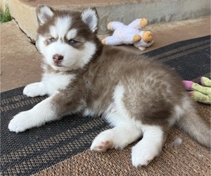 Pomsky Puppy for sale in EDMOND, OK, USA