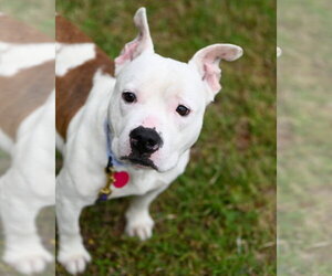 Bulldog-Unknown Mix Dogs for adoption in Glen Allen, VA, USA