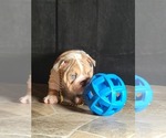 Small Photo #6 English Bulldog Puppy For Sale in POPLAR, CA, USA