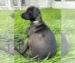 Small #8 Labrador Retriever Mix