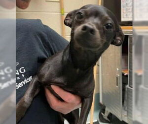 Chihuahua-Unknown Mix Dogs for adoption in Woodbury, NY, USA