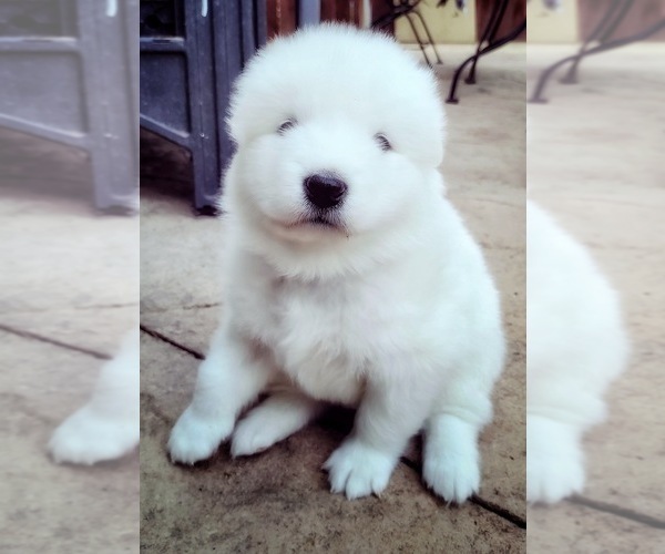 Medium Photo #2 Samoyed Puppy For Sale in BROOMFIELD, CO, USA