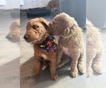 Litter of 7 - Male(s) and Female(s) Goldendoodle mix (+ Poodle Standard)Litter of Puppies for Sale - Photo #13
