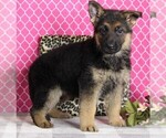 Small Photo #3 German Shepherd Dog Puppy For Sale in FREDERICKSBURG, OH, USA
