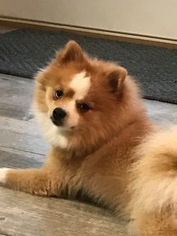 Father of the Pomeranian puppies born on 07/31/2017
