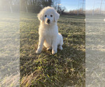 Small Photo #3 Great Pyrenees-Maremma Sheepdog Mix Puppy For Sale in CONNEAUT, OH, USA