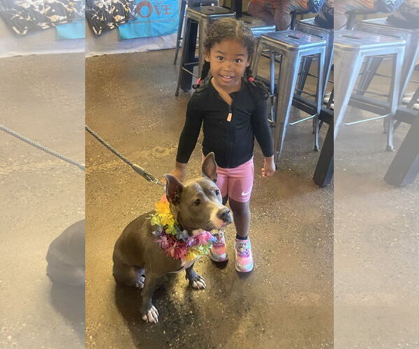 Medium Photo #15 Mutt Puppy For Sale in Mount Laurel, NJ, USA