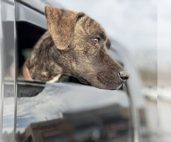 Medium Photo #16 Labrador Retriever-Unknown Mix Puppy For Sale in Holly Springs, NC, USA